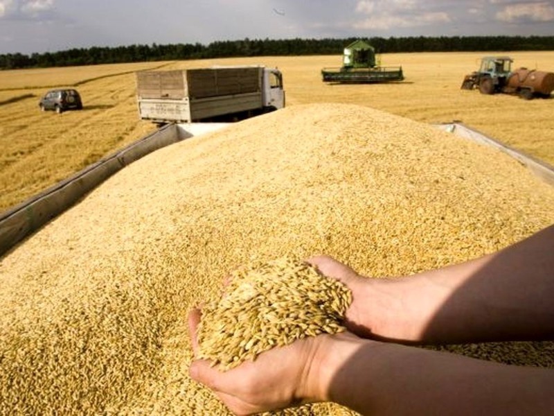 ۱۴۰ هزار تن گندم در دهلران خریداری شد