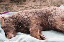 خرس قهوه‌ای در مانشت شکار شد