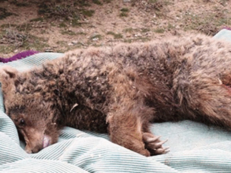 خرس قهوه‌ای در مانشت شکار شد