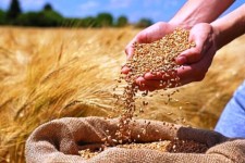 گلایه کشاورزان آبدانانی از نحوه محاسبه افت گندم