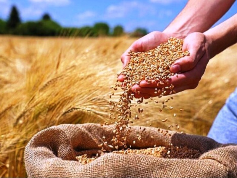 گلایه کشاورزان آبدانانی از نحوه محاسبه افت گندم