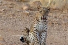 پلنگ ایرانی در دره‌شهر دیده شد