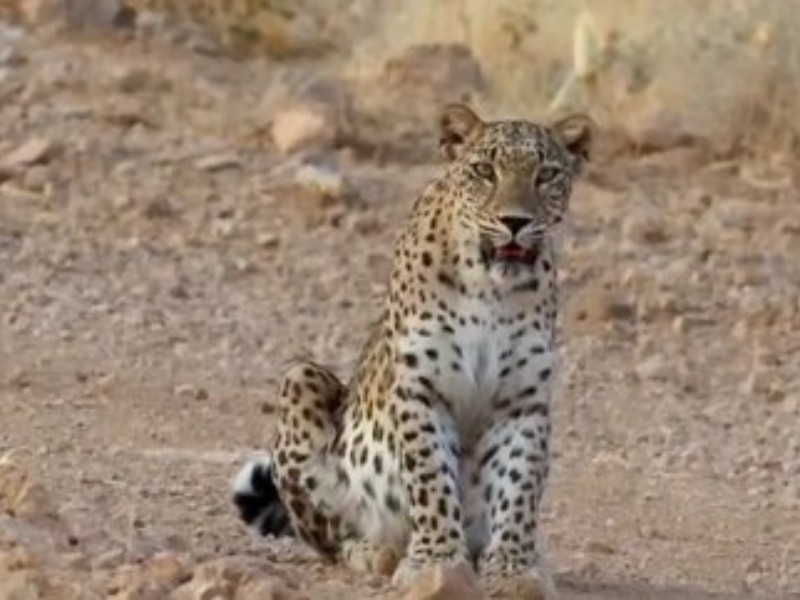 پلنگ ایرانی در دره‌شهر دیده شد