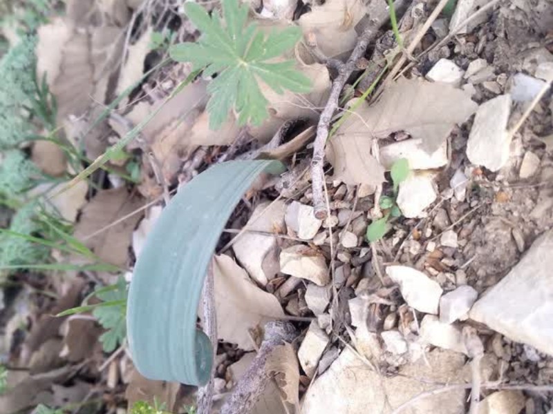 وجود ۳۰۰ گونه گیاه دارویی و معطر در ایلام