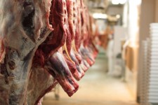 کشتار غیرمجاز به کمترین میزان در دهلران رسید