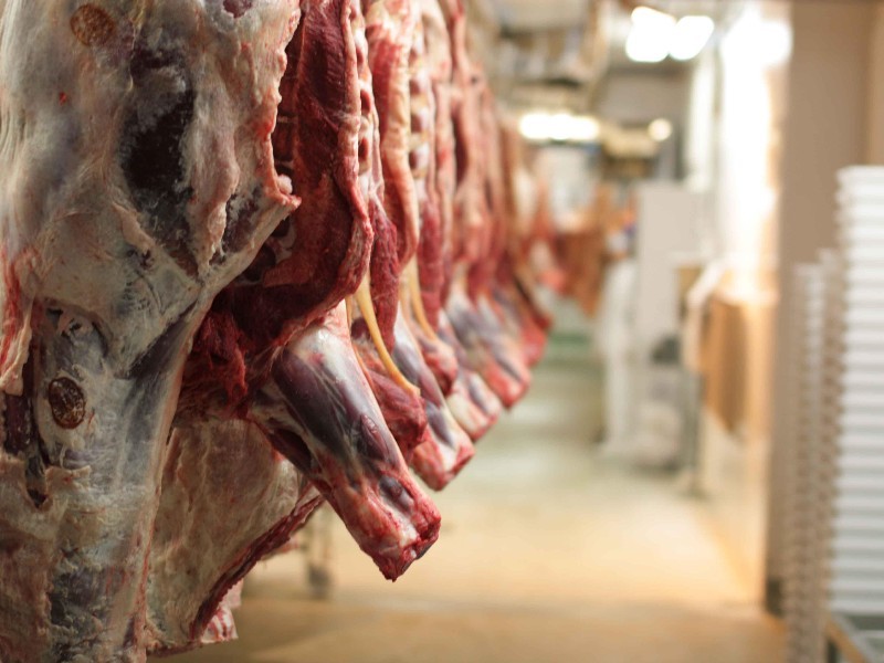 کشتار غیرمجاز به کمترین میزان در دهلران رسید