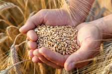 ۱۸۸ هزار تن گندم از کشاورزان ایلامی خریداری شد