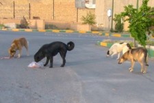 حضور سگ‌های ولگرد، تهدیدی برای سلامت و امنیت