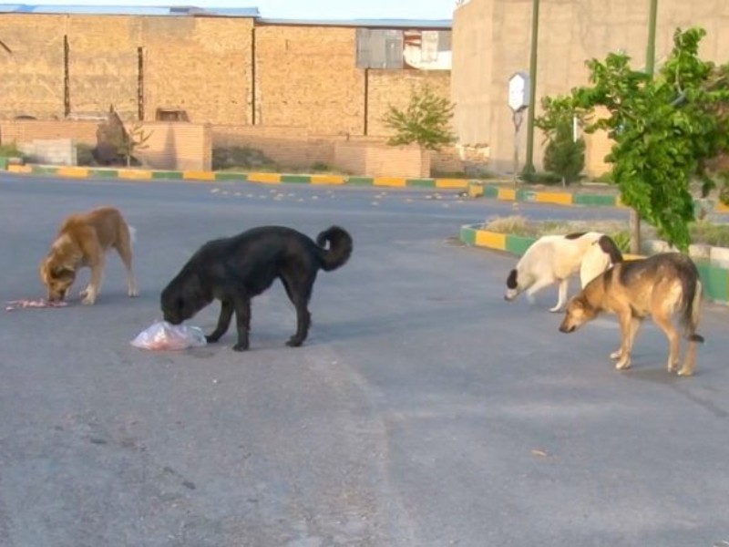 حضور سگ‌های ولگرد، تهدیدی برای سلامت و امنیت