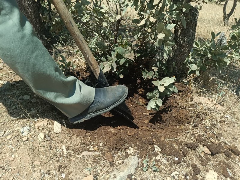 بلوط‌های «مانشت» قربانی سودجویی و زمین‌خواری شدند