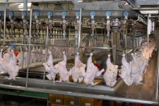 آغاز فعالیت کشتارگاه مانشت تا ۴۸ ساعت آینده