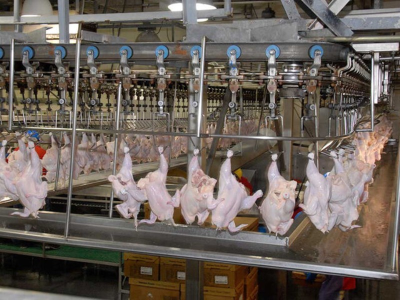 آغاز فعالیت کشتارگاه مانشت تا ۴۸ ساعت آینده