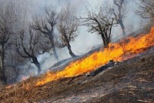آتش‌سوزی ارغوان ایلام مهار شد
