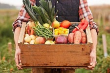 آغاز برداشت صیفی‌جات در چرداول