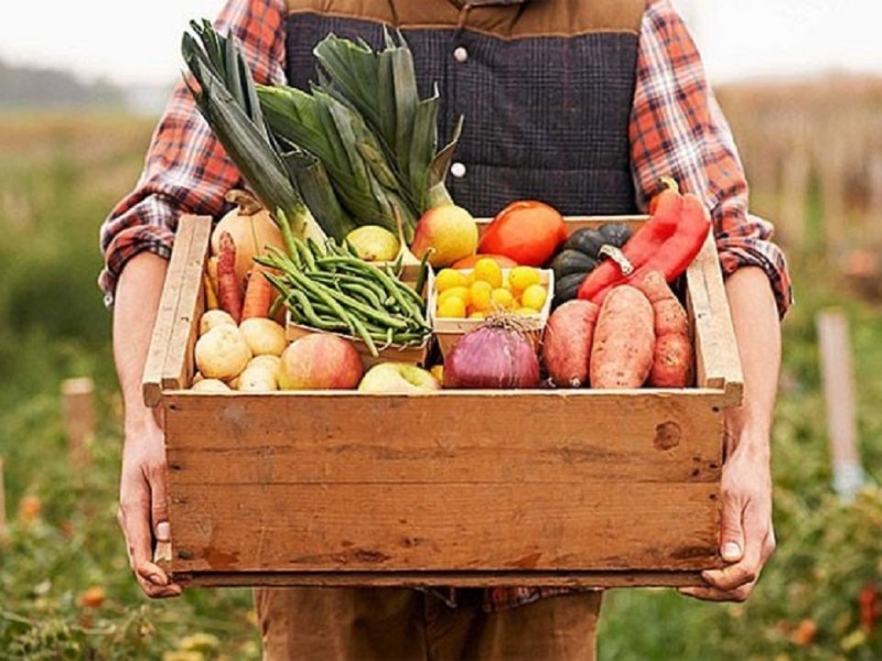 آغاز برداشت صیفی‌جات در چرداول