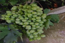 پیش بینی برداشت ۲۹۸۰ تن انگور چرداول