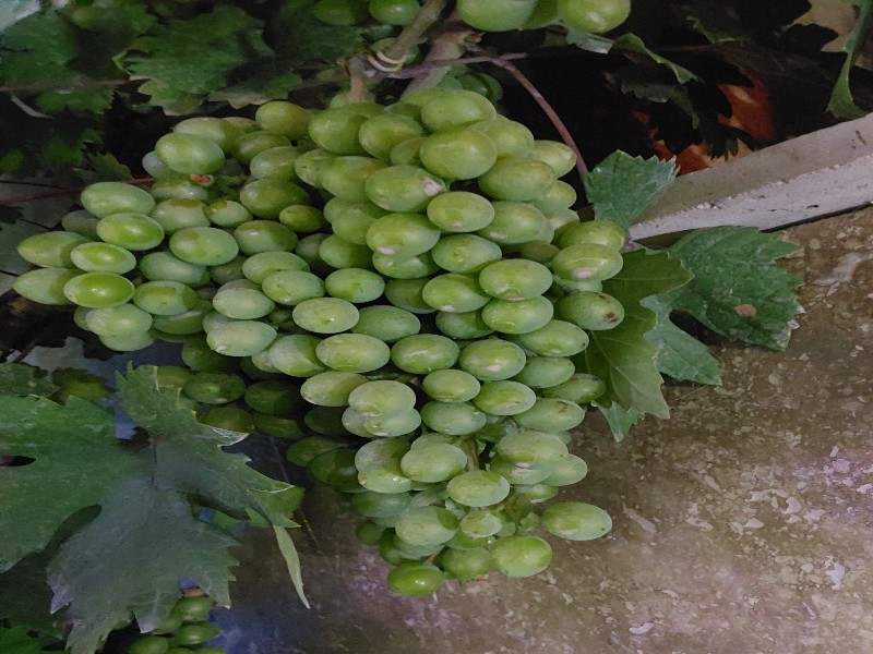 پیش بینی برداشت ۲۹۸۰ تن انگور چرداول