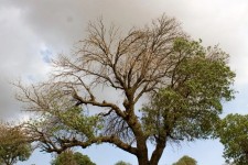 حذف کامل لورانتوس از بلوط‌ها اکولوژیکی نادرست است