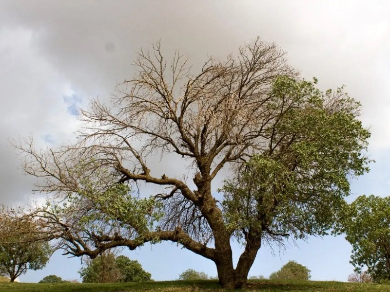 حذف کامل لورانتوس از بلوط‌ها اکولوژیکی نادرست است