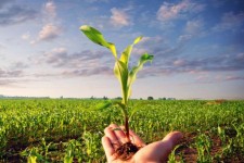 اصلاح ژنتیکی گیاهان؛ راهکار مقابله با خشکسالی