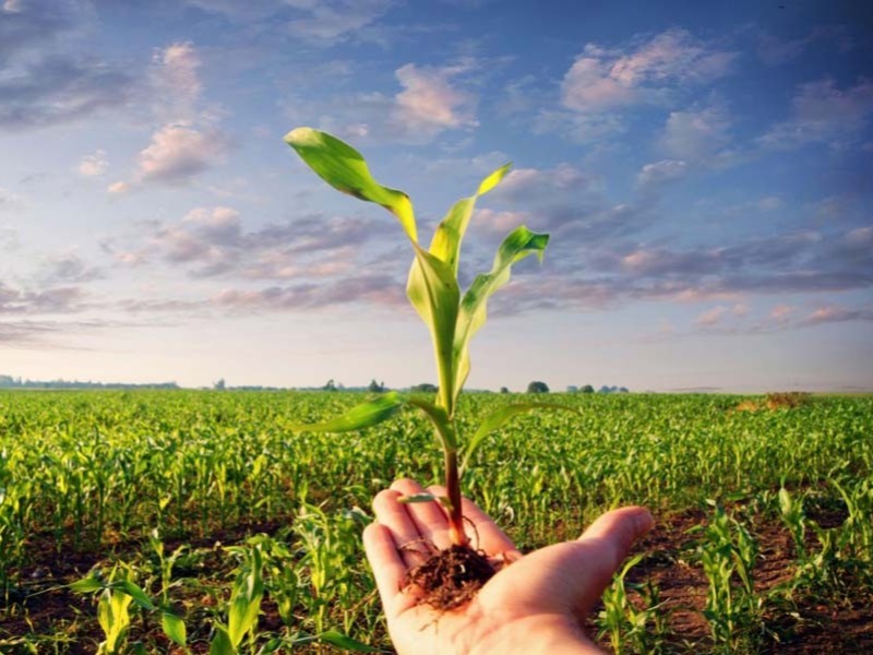 اصلاح ژنتیکی گیاهان؛ راهکار مقابله با خشکسالی