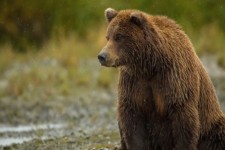 حمله خرس به یک فرد ۴۳ ساله در ایلام