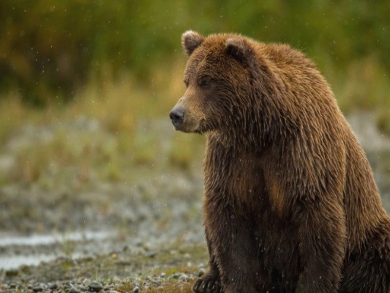 حمله خرس به یک فرد ۴۳ ساله در ایلام