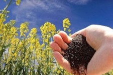 ایلام جایگاه سوم کشور در تولید کلزا را حفظ کرد