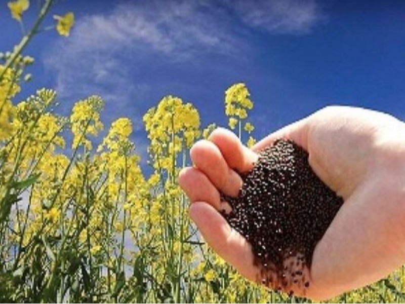 ایلام جایگاه سوم کشور در تولید کلزا را حفظ کرد