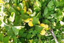 برداشت تابستانه آلو و انگور در «سیرانه» ملکشاهی