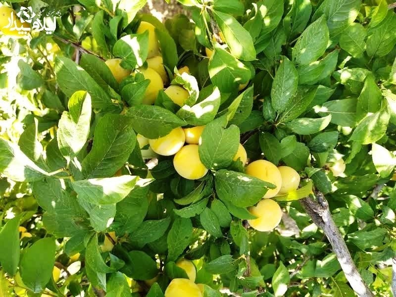 برداشت تابستانه آلو و انگور در «سیرانه» ملکشاهی