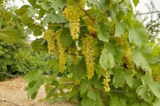 عطر میوه‌های رسیده در باغ‌های ایلام پیچید