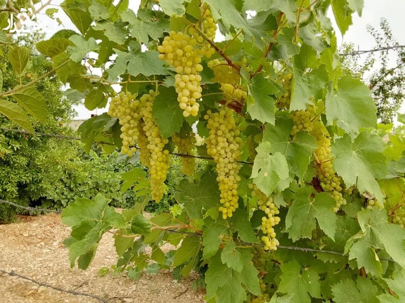 عطر میوه‌های رسیده در باغ‌های ایلام پیچید