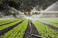 رونق کشاورزی دشت سیروان با شبکه آبیاری نوین