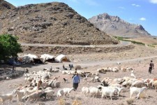 عشایر؛ بازوی توانمند حفاظت از عرصه‌های طبیعی