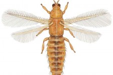 دانشیار ایلامی، تریپس جدید را جهانی کرد