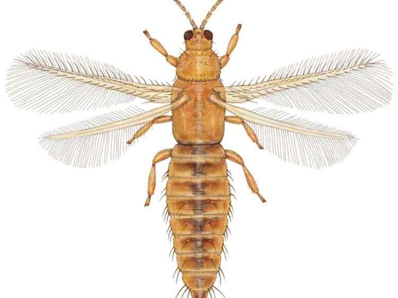 دانشیار ایلامی، تریپس جدید را جهانی کرد