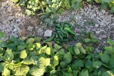 جلوه‌های رنگین صیفی‌جات در روستای مهر ملکشاهی