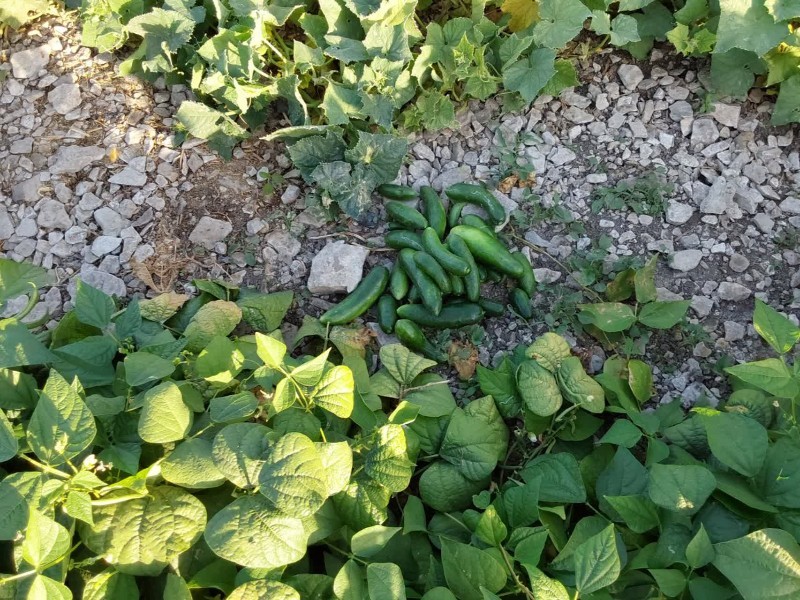 جلوه‌های رنگین صیفی‌جات در روستای مهر ملکشاهی