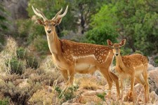 انتقال ۷۵ رأس گوزن زرد ایلام به استان‌ها