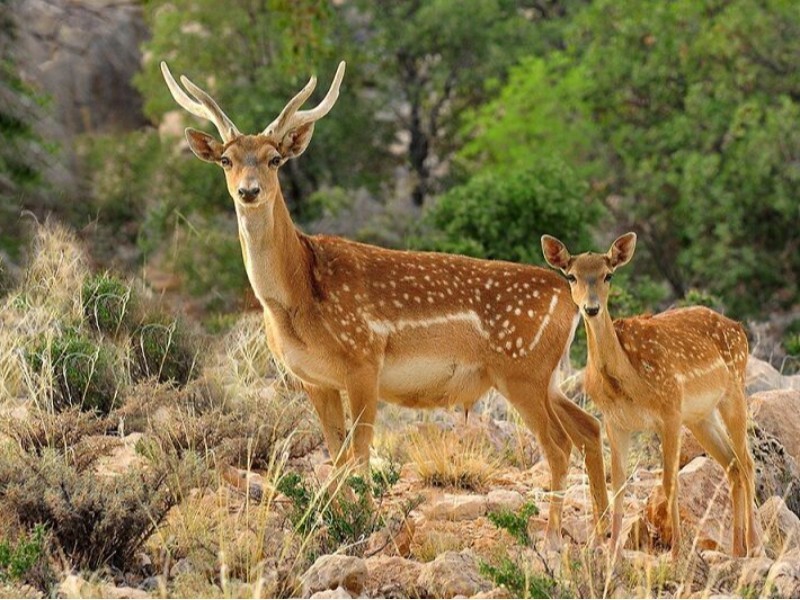 انتقال ۷۵ رأس گوزن زرد ایلام به استان‌ها