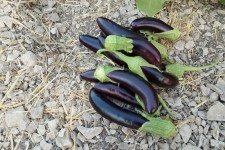 برداشت صیفی‌جات و رونق زندگی در مهر ملکشاهی