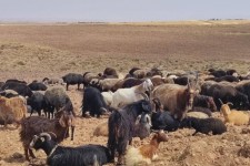 عشایر بدون پروانه چرا به مراجع قضائی معرفی می‌شوند