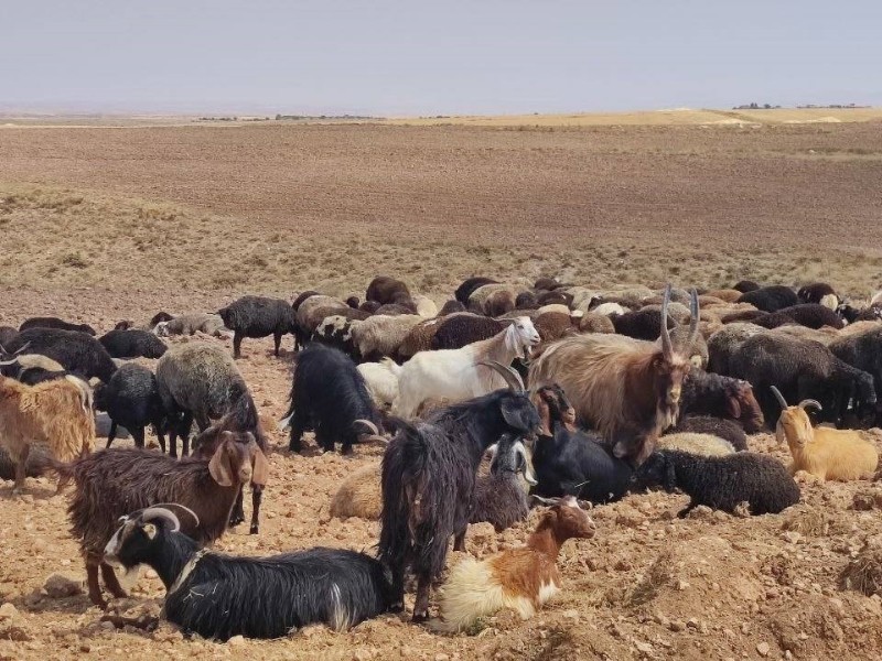 عشایر بدون پروانه چرا به مراجع قضائی معرفی می‌شوند