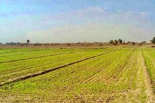 تخلفات اراضی کشاورزی با قاطعیت پیگیری می‌شود