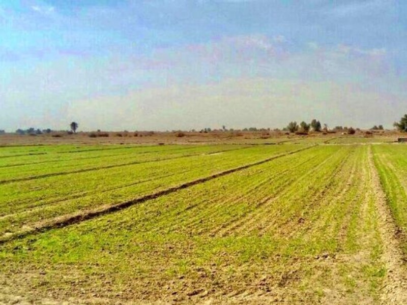 تخلفات اراضی کشاورزی با قاطعیت پیگیری می‌شود