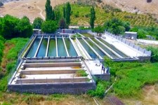 ۲۶۵ مزرعه پرورش ماهی در ایلام فعال است