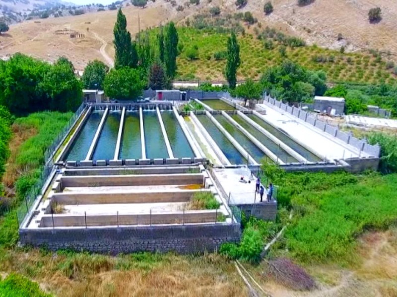 ۲۶۵ مزرعه پرورش ماهی در ایلام فعال است