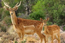 سایت تکثیر و پرورش گوزن زرد ایرانی در ایلام