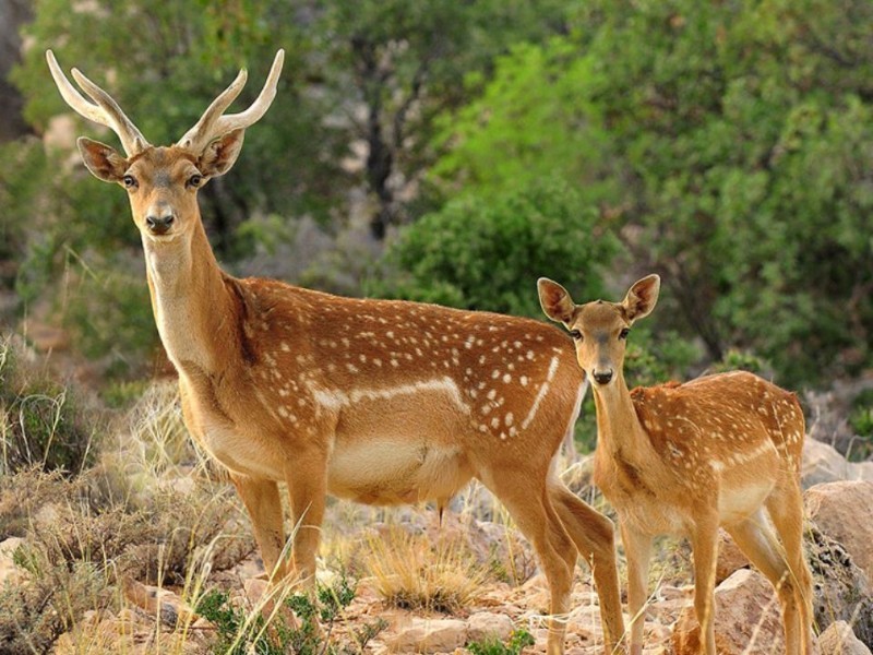 سایت تکثیر و پرورش گوزن زرد ایرانی در ایلام